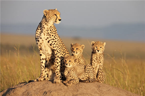 VIDEO: A Cheetah Protects Her Young In AFRICAN CATS