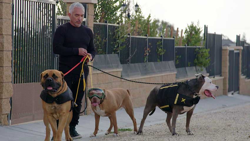 Cesar Millan Better Human Better Dog
