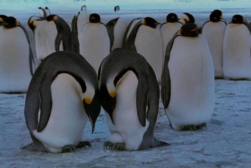 March of the Penguins 2