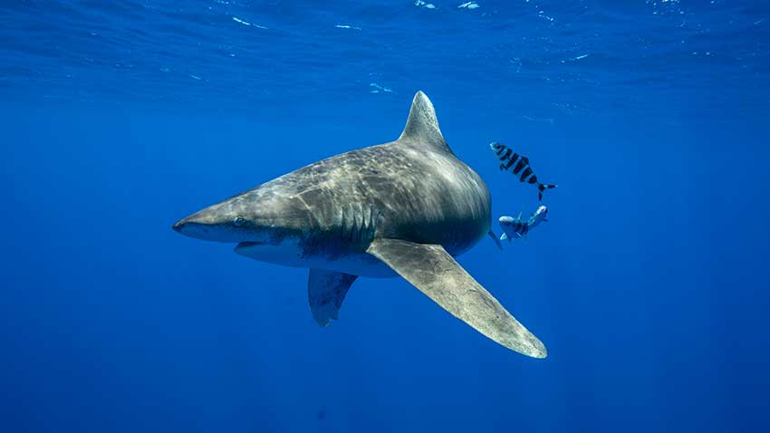 See National Geographic 6-Week Sharkfest Lineup Starting with Chris Hemsworth Special
