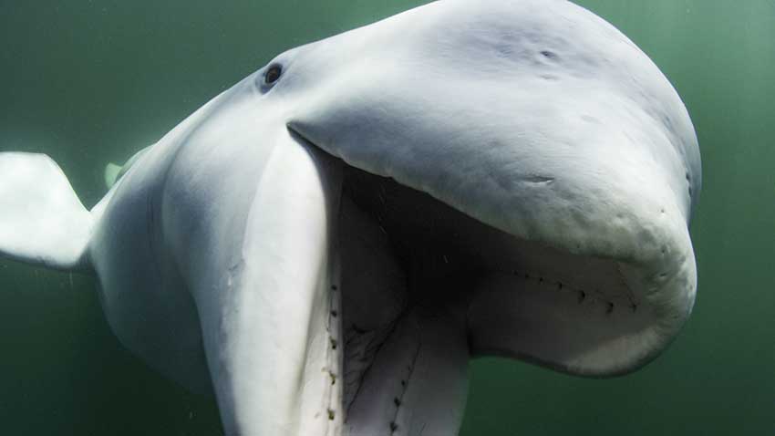 'Secrets of the Whales' Review: The Perfect Earth Day Series For Families