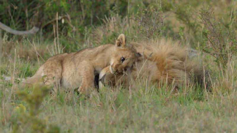 National Geographic’s ‘Lion’ Review: Kio is a Real-Life Simba