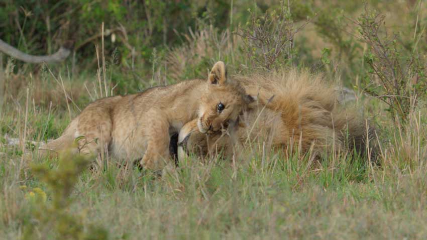 Review: National Geographic's nature documentary, Lion