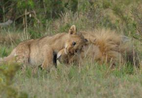 National Geographic’s ‘Lion’ Review: Kio is a Real-Life Simba
