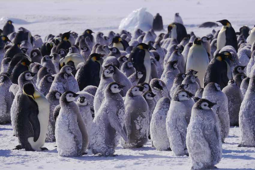 Hostile Planet penguins Nat Geo
