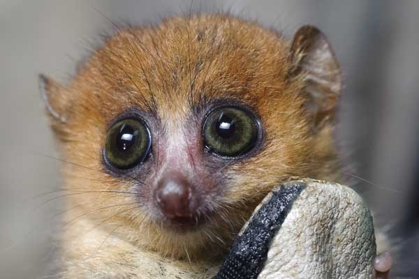 Island-of-Lemurs-Madagascar-image