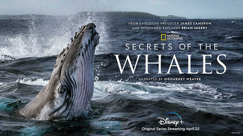 Secrets of the Whales Disney Plus